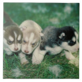 Siberian Husky Puppies Tile Tegeltje (Voorkant)