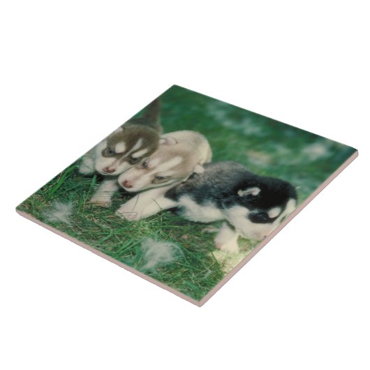 Siberian Husky Puppies Tile Tegeltje (Zijkant)