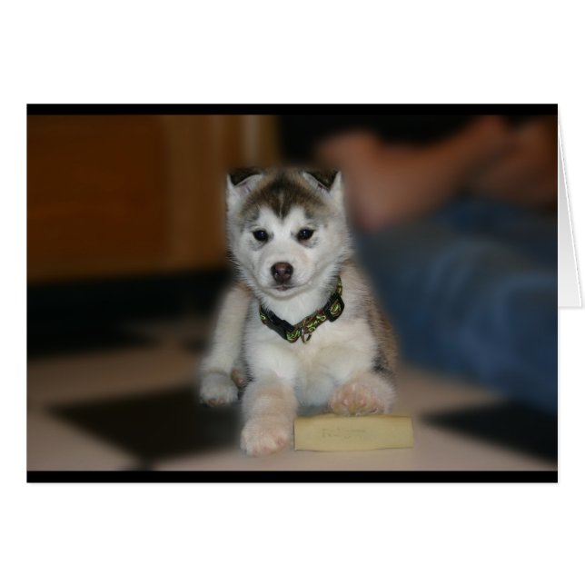 Siberian Husky Puppy (Voorkant Horizontaal)