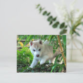 Siberian Husky Puppy Briefkaart (Staand voorkant)