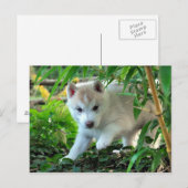 Siberian Husky Puppy Briefkaart (Voorkant / Achterkant)