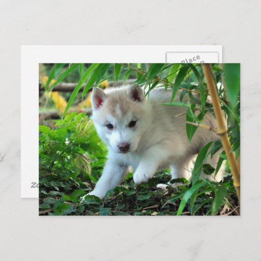 Siberian Husky Puppy Briefkaart (Voorkant / Achterkant)