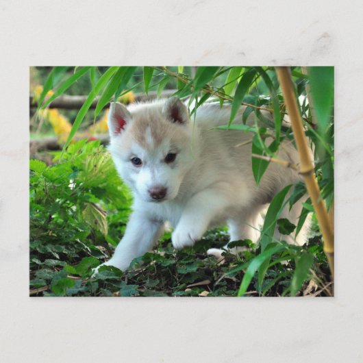 Siberian Husky Puppy Briefkaart (Voorkant)