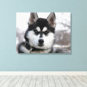 Siberian Husky Puppy Canvas Afdruk (Insitu (Houten vloer))