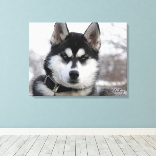 Siberian Husky Puppy Canvas Afdruk (Insitu (Houten vloer))