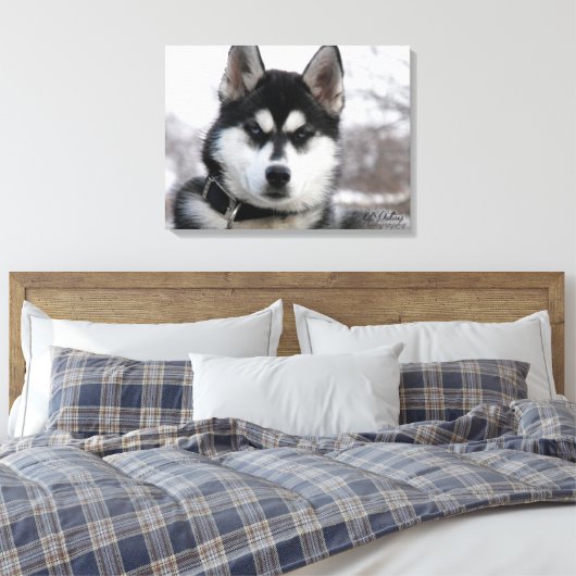 Siberian Husky Puppy Canvas Afdruk (Insitu (Slaapkamer))