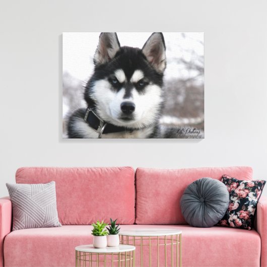 Siberian Husky Puppy Canvas Afdruk (Insitu (Woonkamer))