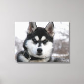 Siberian Husky Puppy Canvas Afdruk (Voorkant)