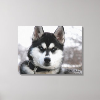 Siberian Husky Puppy Canvas Afdruk