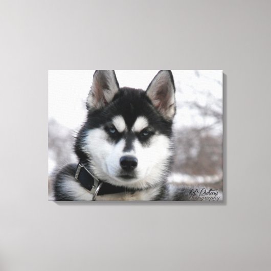 Siberian Husky Puppy Canvas Afdruk (Voorkant)