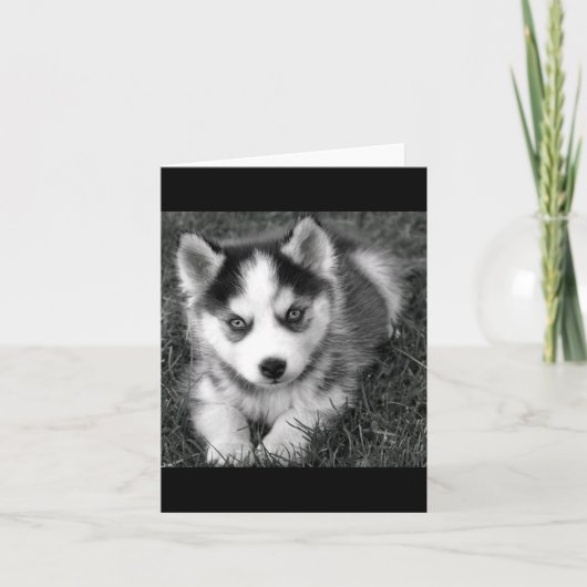 Siberian Husky Puppy Dog Blank Kaart (Voorkant)