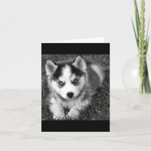 Siberian Husky Puppy Dog Blank Kaart