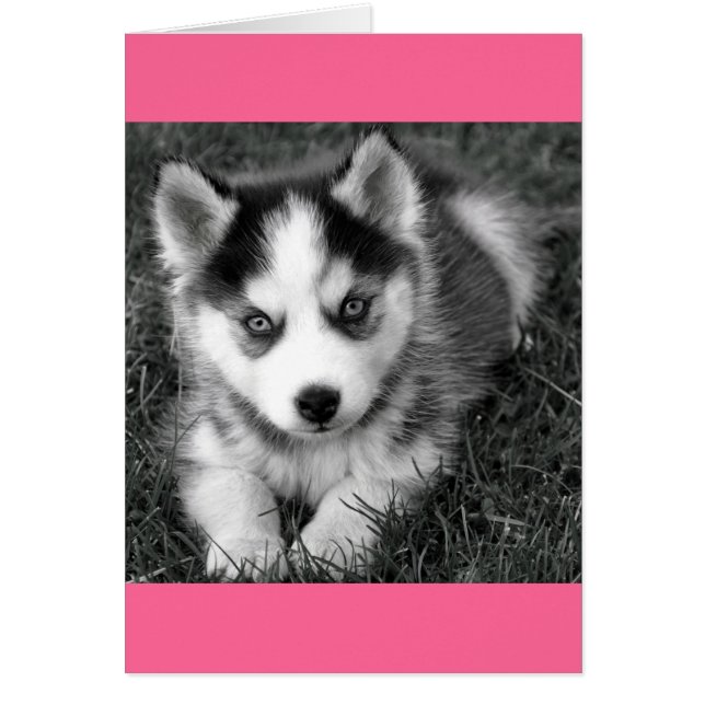 Siberian Husky Puppy Dog Blank - kaartje voor beri (Voorkant)