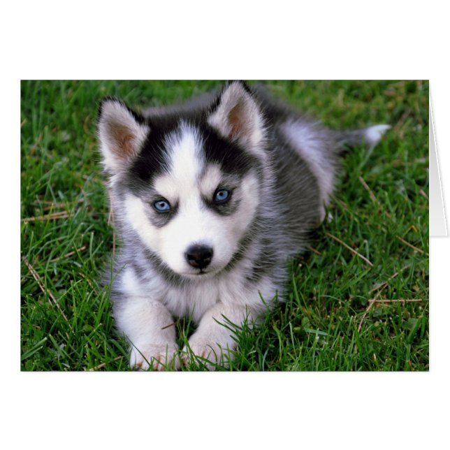 Siberian Husky Puppy Dog Blank - kaartje voor beri (Voorkant Horizontaal)