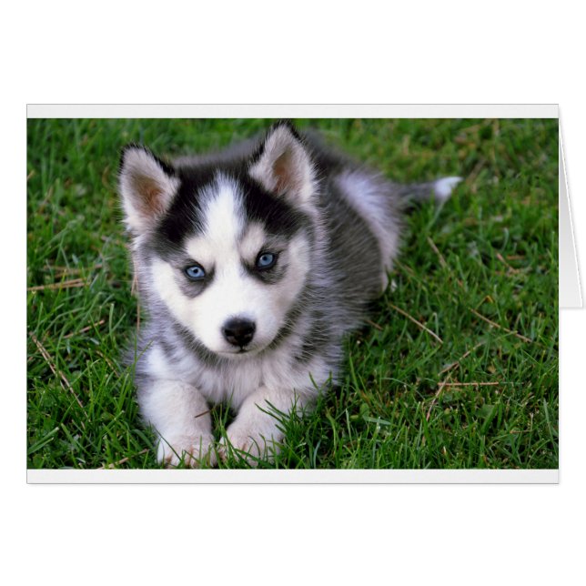 Siberian Husky Puppy Dog Blank - kaartje voor beri (Voorkant Horizontaal)