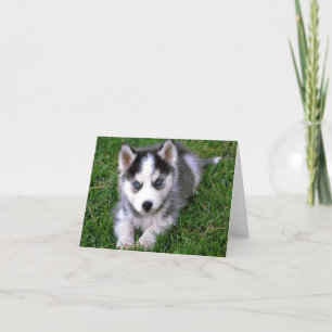 Siberian Husky Puppy Dog Blank - kaartje voor beri Kaart
