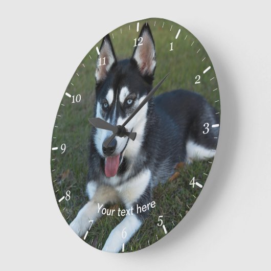 Siberian Husky puppy Grote Klok (Hoek)