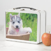 Siberian Husky Puppy in een pot (In situ)