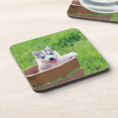 Siberian Husky Puppy in een pot Bier Onderzetter (Linkerzijde)