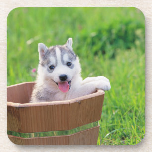Siberian Husky Puppy in een pot Bier Onderzetter