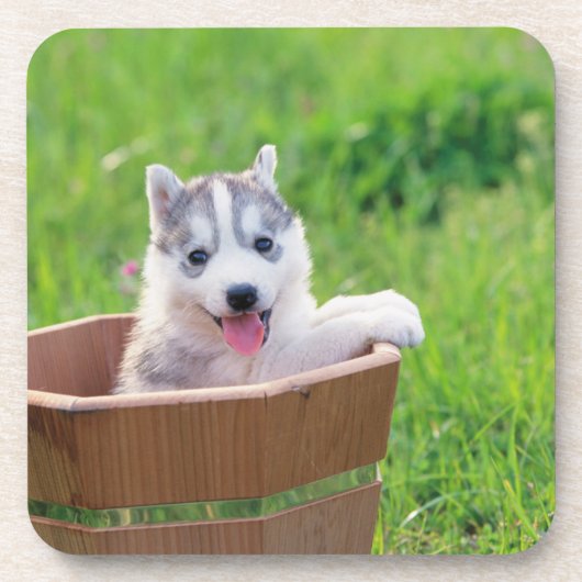Siberian Husky Puppy in een pot Bier Onderzetter (Voorkant)