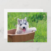 Siberian Husky Puppy in een pot Briefkaart (Voorkant / Achterkant)