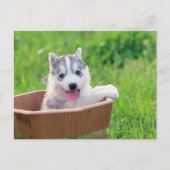 Siberian Husky Puppy in een pot Briefkaart (Voorkant)