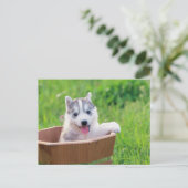 Siberian Husky Puppy in een pot Briefkaart (Staand voorkant)