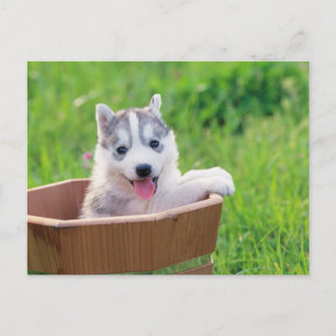 Siberian Husky Puppy in een pot Briefkaart