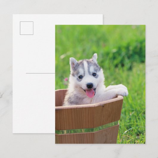 Siberian Husky Puppy in een pot Briefkaart (Voorkant / Achterkant)