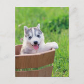 Siberian Husky Puppy in een pot Briefkaart (Voorkant)