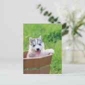 Siberian Husky Puppy in een pot Briefkaart (Staand voorkant)