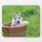 Siberian Husky Puppy in een pot Muismat (Voorkant)