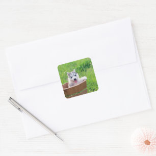 Siberian Husky Puppy in een pot Vierkante Sticker
