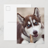 Siberian Husky Puppy in het strand Briefkaart (Voorkant / Achterkant)