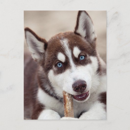 Siberian Husky Puppy in het strand Briefkaart (Voorkant)