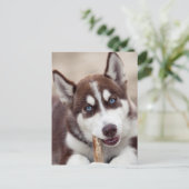 Siberian Husky Puppy in het strand Briefkaart (Staand voorkant)