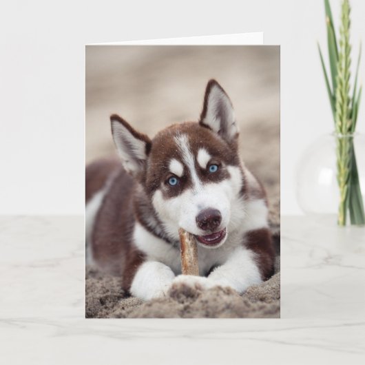 Siberian Husky Puppy in het strand Kaart (Voorkant)