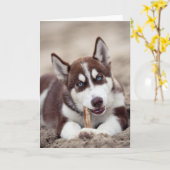 Siberian Husky Puppy in het strand Kaart (Gele Bloem)