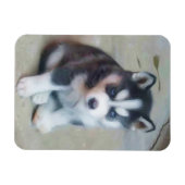 Siberian Husky puppy Magneet (Horizontaal)