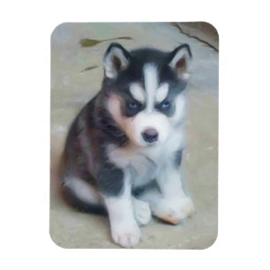 Siberian Husky puppy Magneet