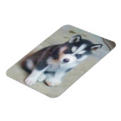 Siberian Husky puppy Magneet (Linkerzijde)