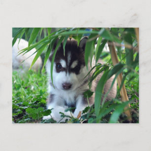 Siberian Husky Puppy met Bamboo Briefkaart