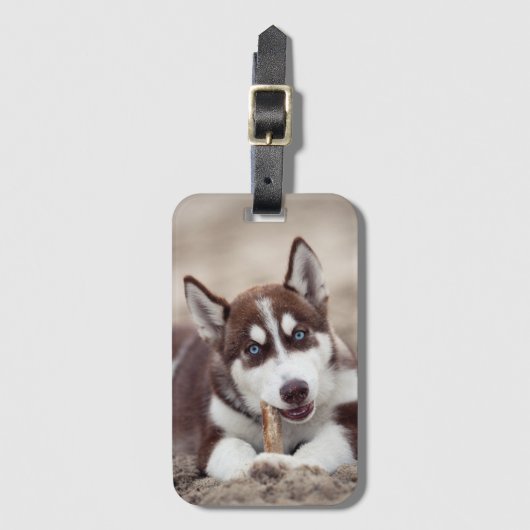 Siberian Husky Puppy op het strand Bagagelabel (Voorkant (verticaal))