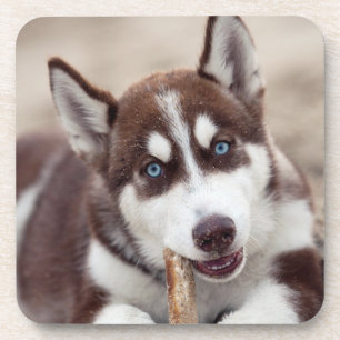 Siberian Husky Puppy op het strand Bier Onderzetter