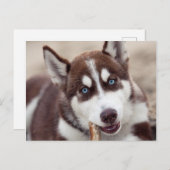 Siberian Husky Puppy op het strand Briefkaart (Voorkant / Achterkant)