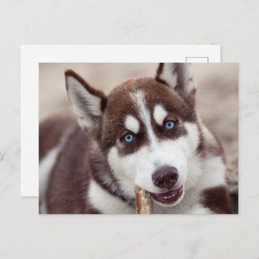 Siberian Husky Puppy op het strand Briefkaart (Voorkant / Achterkant)