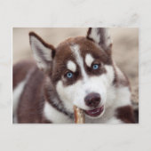 Siberian Husky Puppy op het strand Briefkaart (Voorkant)