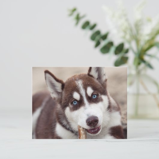 Siberian Husky Puppy op het strand Briefkaart (Staand voorkant)