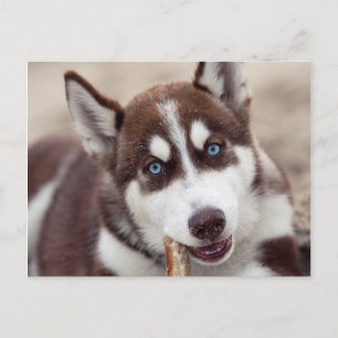 Siberian Husky Puppy op het strand Briefkaart
